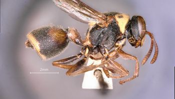 Media type: image;   Entomology 36004 Aspect: habitus lateral view